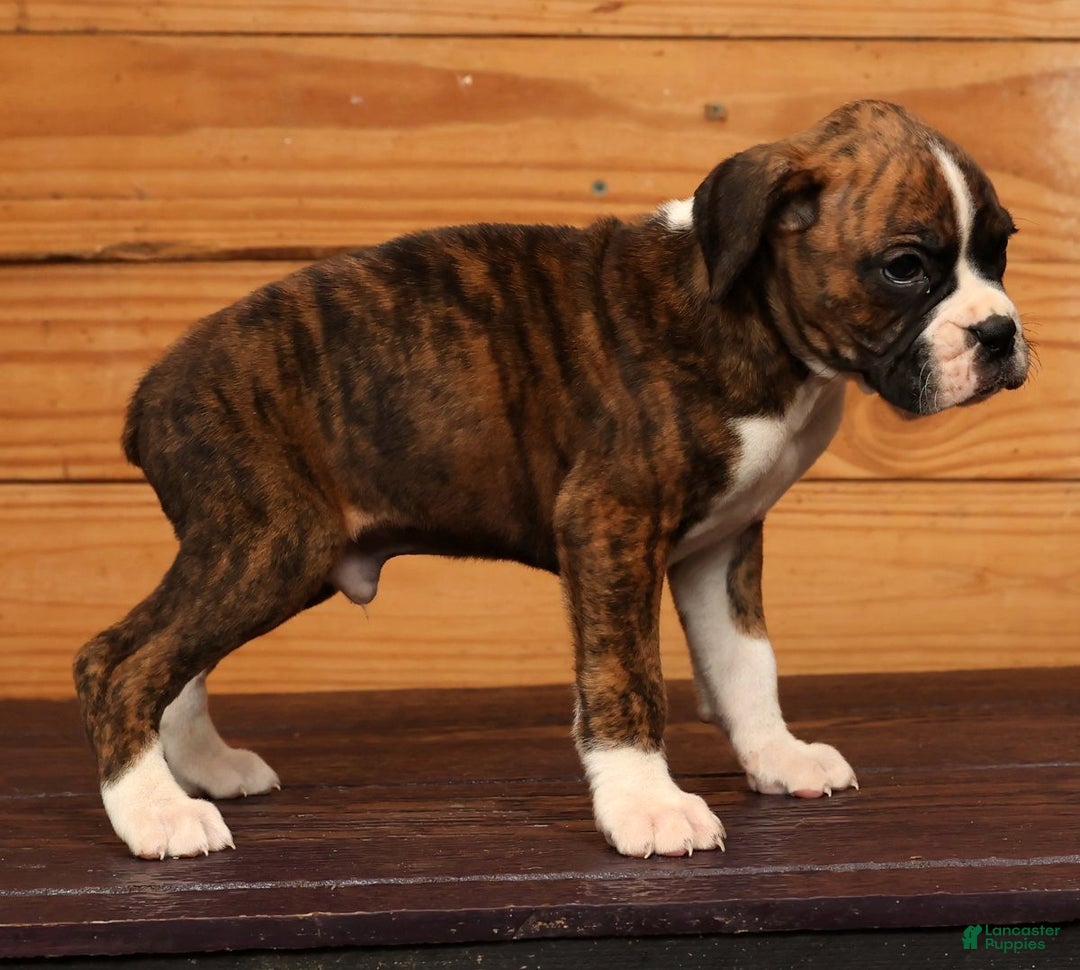 Boxer dogs for sale: Cloudy - Ad 5