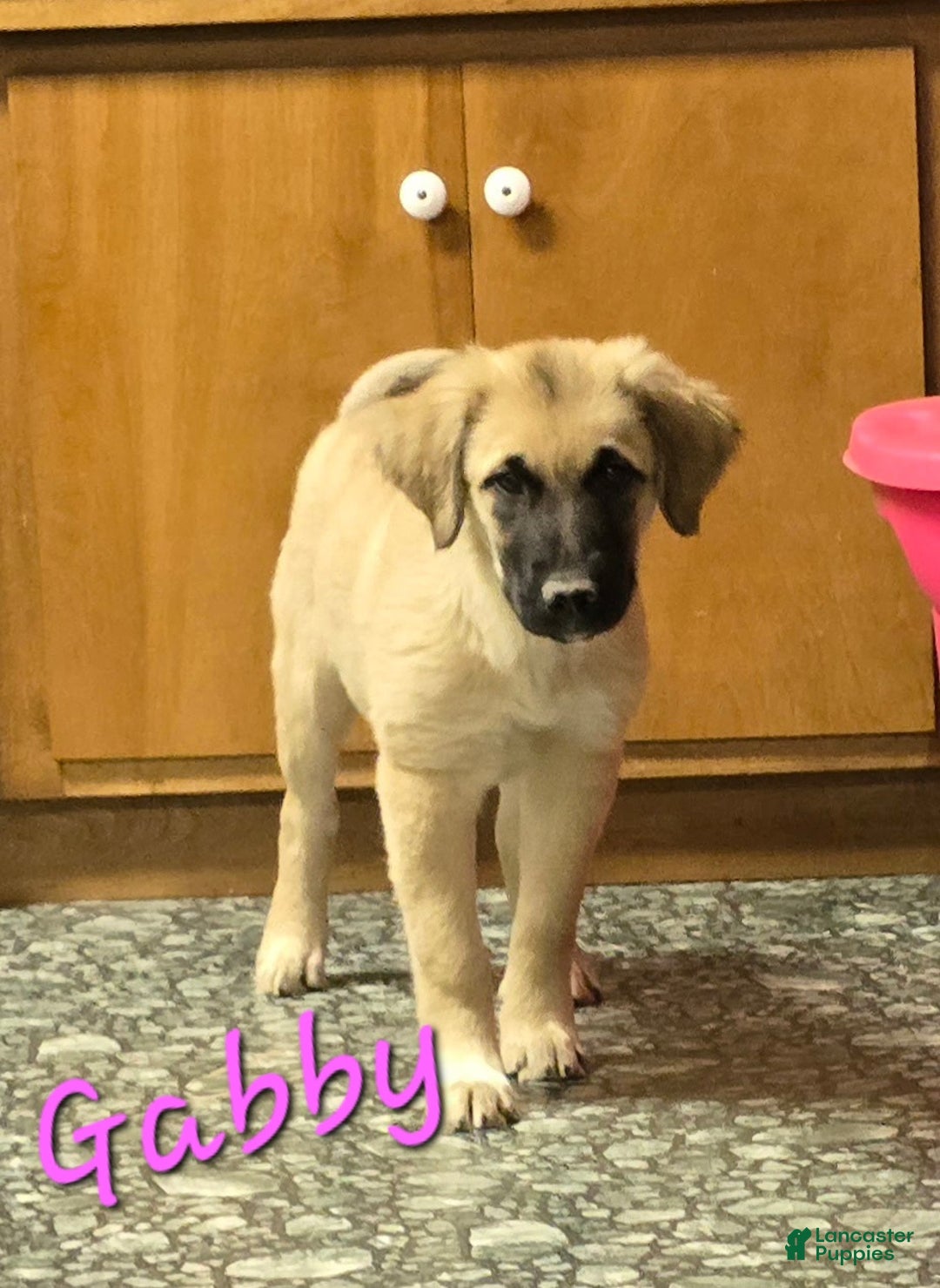 Mixed Breed dogs for sale: ⭐ Gabby - Ad 2