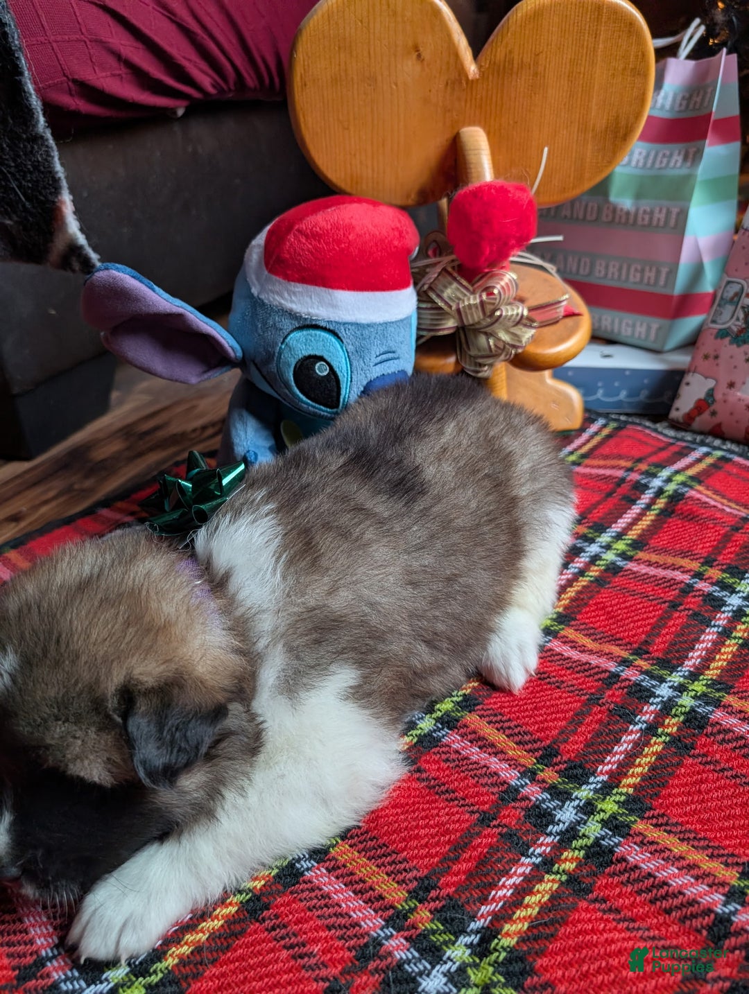 Akita dogs for sale: Akita Puppy 6 - Ad 2