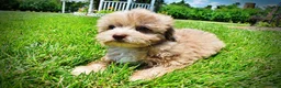Havapoo dogs for sale: Eartha - Ad 7