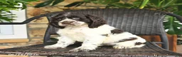 English Cocker Spaniel dogs for sale: Caramel - Ad 3