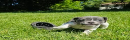 Mixed Breed dogs for sale: Blue Speck - Ad 6