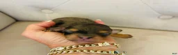 Bernedoodle dogs for sale: Triton ❤️ micro mini blue merle bernedoodle  - Ad 6