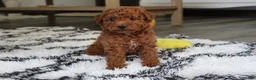 Bichpoo dogs for sale: Jonny - Ad 13