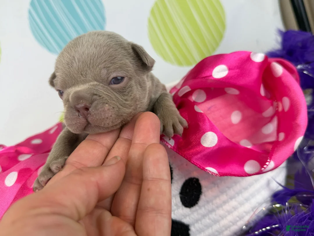 Frenchton dogs for sale: Cleo- DNA OFA  - Ad 2