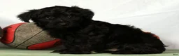 Yorkiepoo dogs for sale: Ender - Ad 4