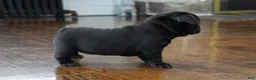 French Bulldog dogs for sale: Lilo - Ad 5