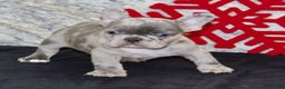 French Bulldog dogs for sale: Riley - Ad 5