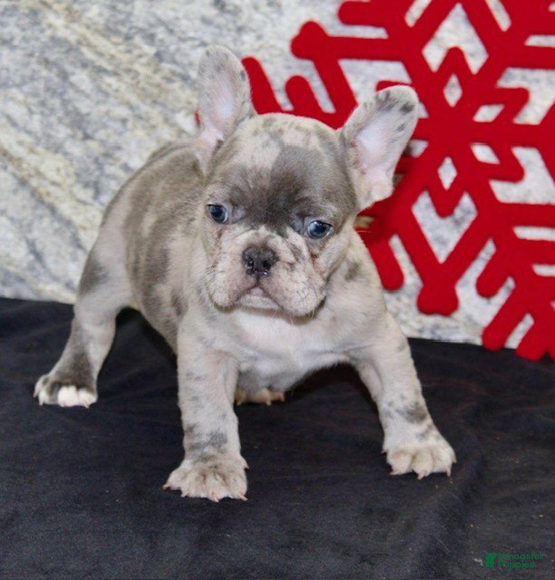 French Bulldog dogs for sale: Riley - Ad 5