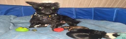 Mixed Breed dogs for sale: Mixed Breed Puppy 3 - Ad 4