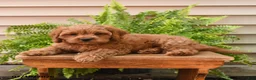 Cavapoo dogs for sale: Cuddles - Ad 4