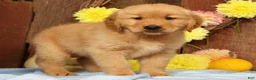 Golden Retriever dogs for sale: Hank - Ad 7
