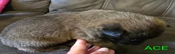 Belgian Malinois dogs for sale: Belgian Malinois 5 - Ad 4