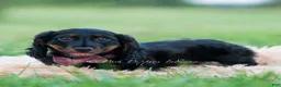 Miniature Dachshund dogs for sale: bentley - Ad 8
