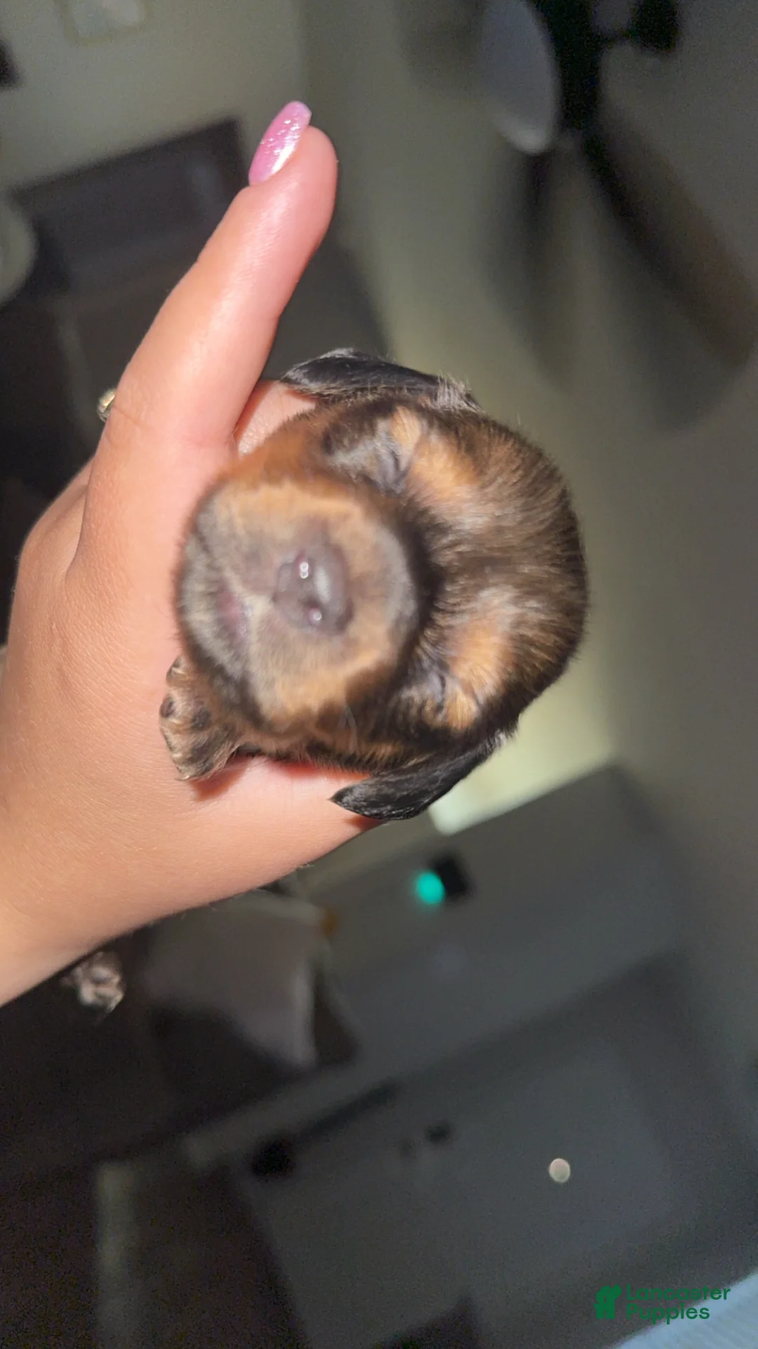 Dachshund dogs for sale: Dachshund Puppy 4 - Ad 2