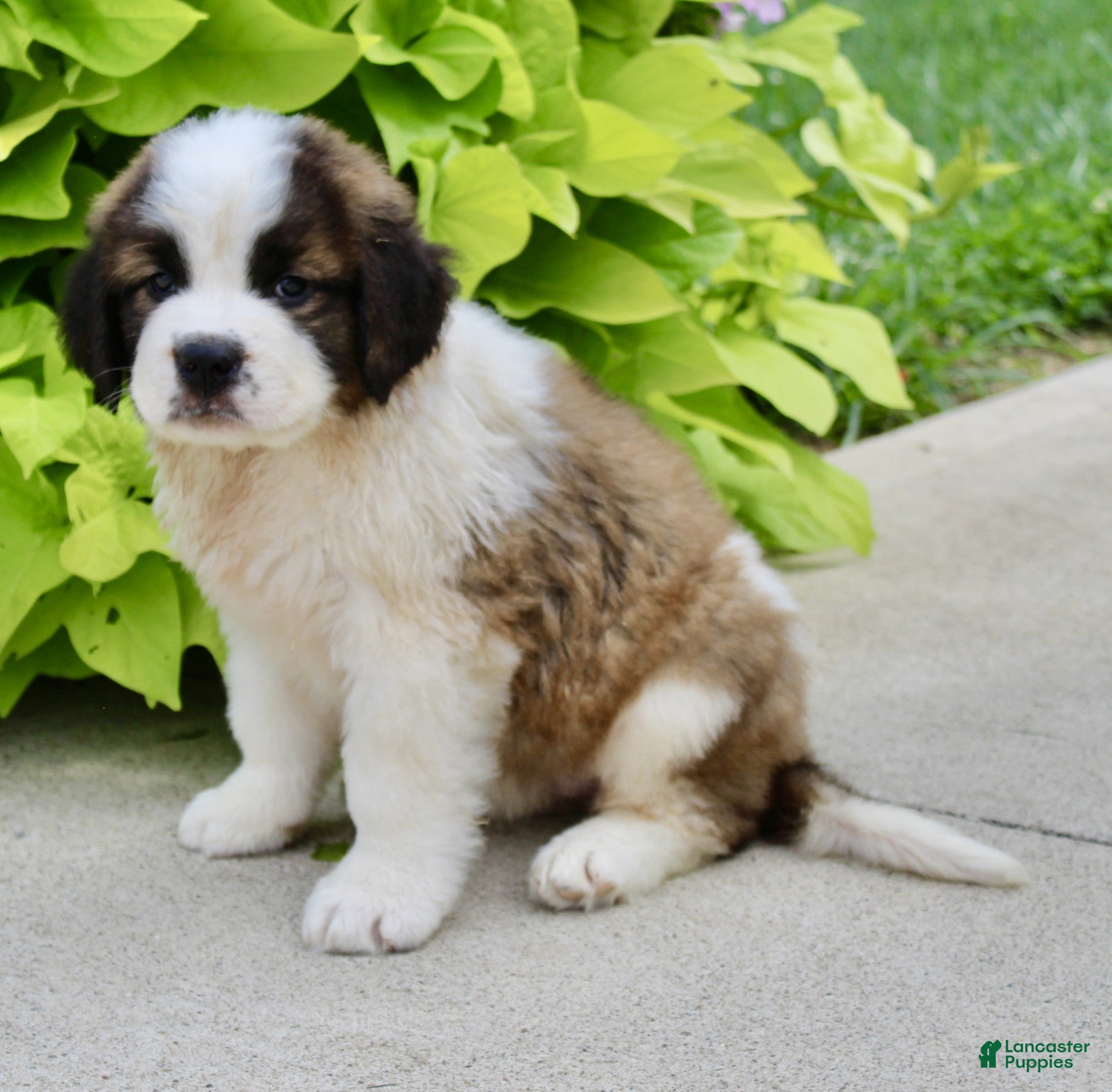Saint Bernard dogs Hannah - Ad 2