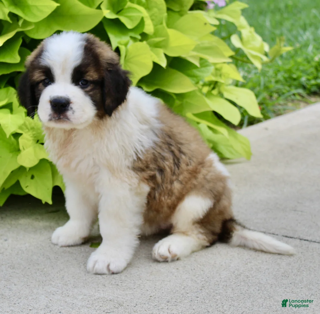 Saint Bernard dogs for sale: Hannah - Ad 2