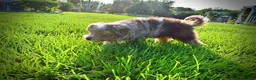 Havapoo dogs for sale: Elektra - Ad 7