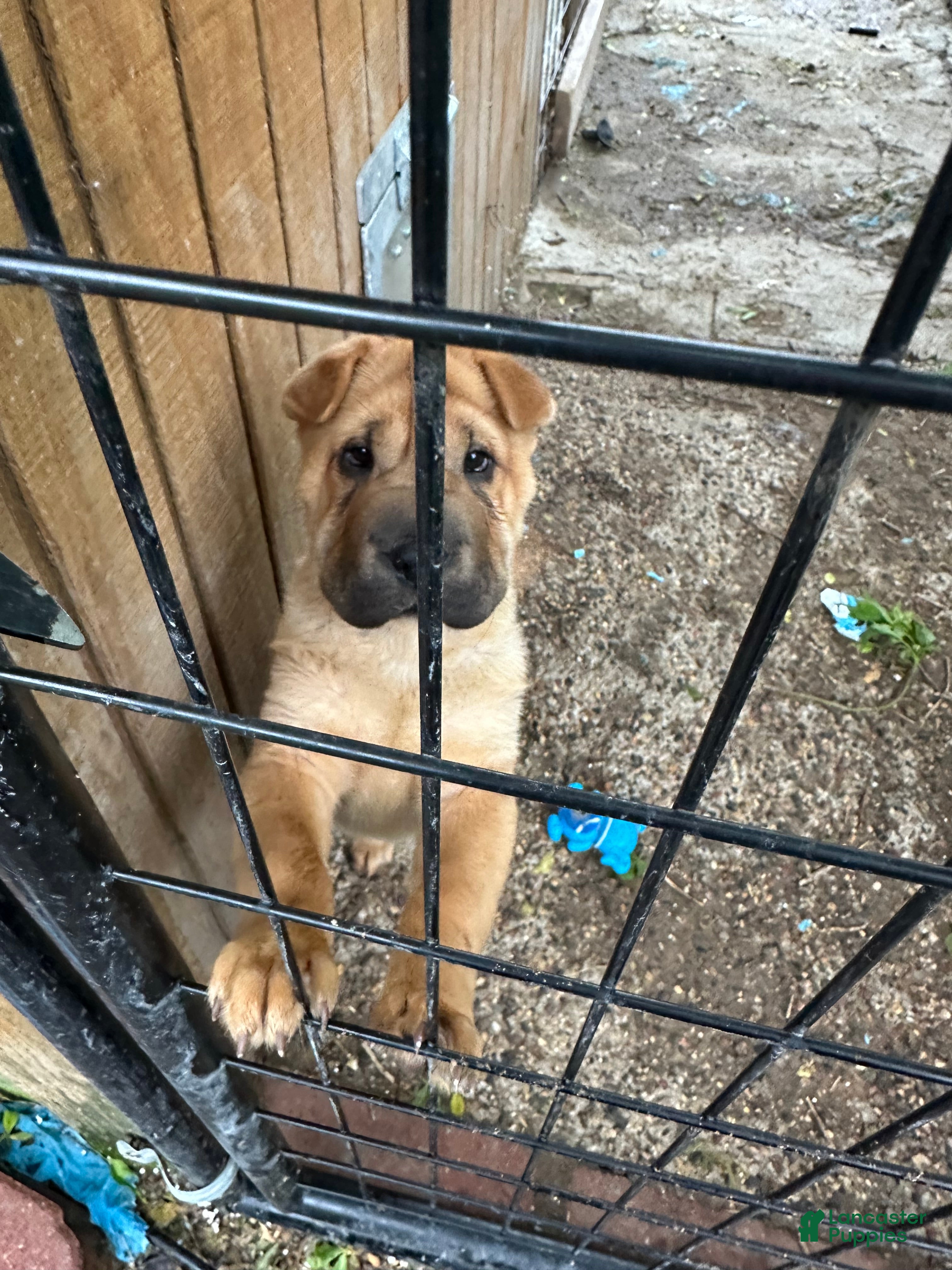 Shar Pei dogs for sale: Shar Pei Puppy 1 - Ad 2