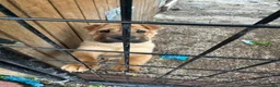 Shar Pei dogs for sale: Shar Pei Puppy 1 - Ad 1