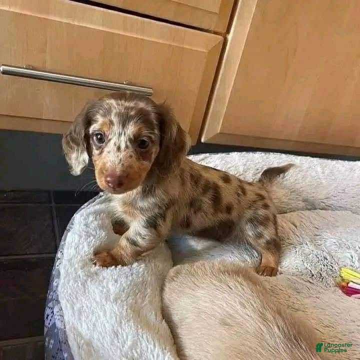 Dachshund dogs Luke  - Ad 34