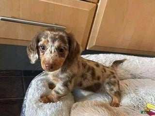 Dachshund dogs Luke - Ad 41