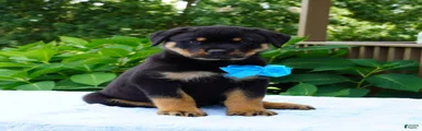 ODIS
