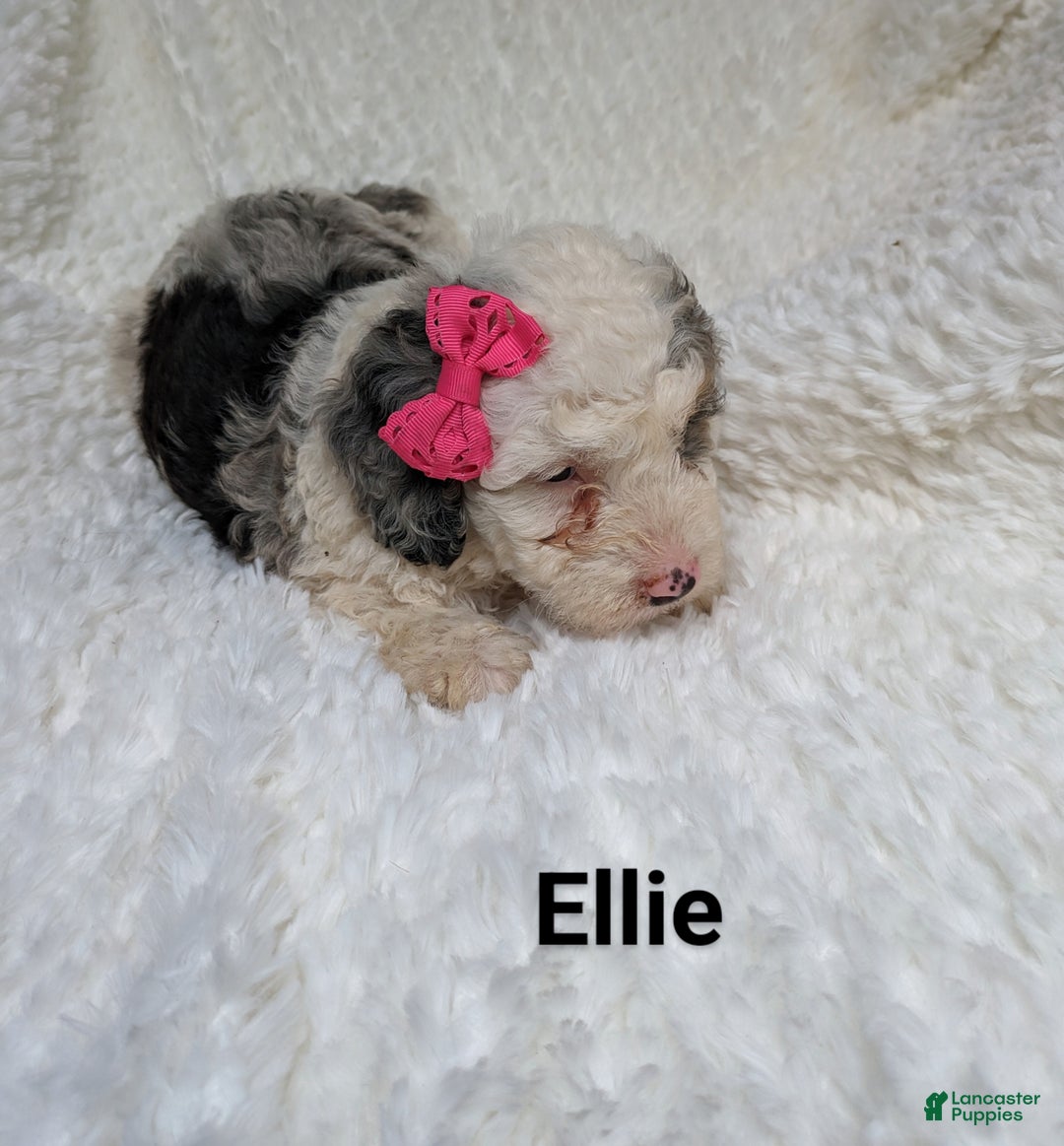 Bernedoodle dogs for sale: Ellie - Ad 4