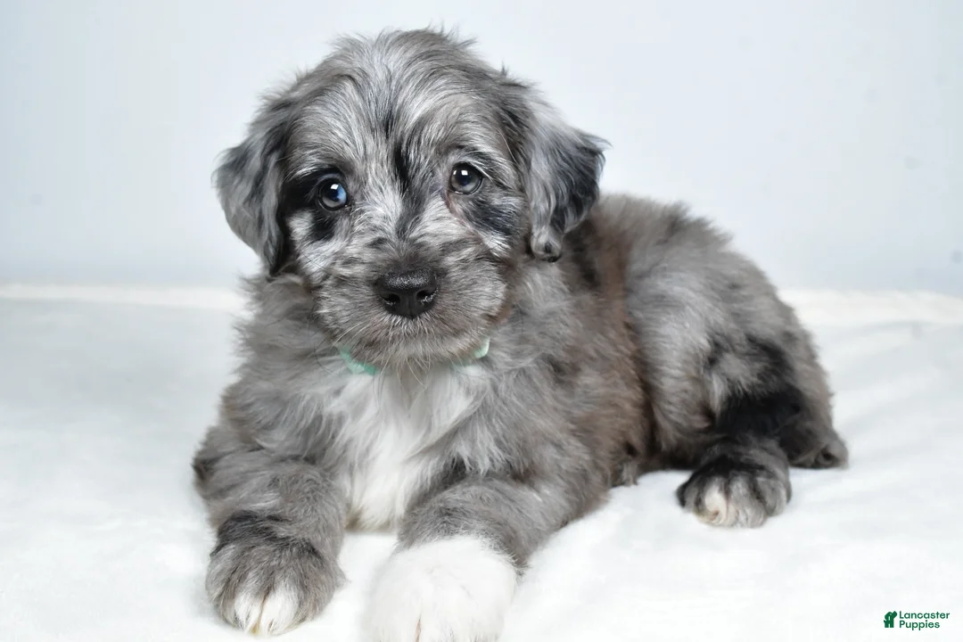 Mini Aussiedoodle dogs for sale: Nate - Ad 1