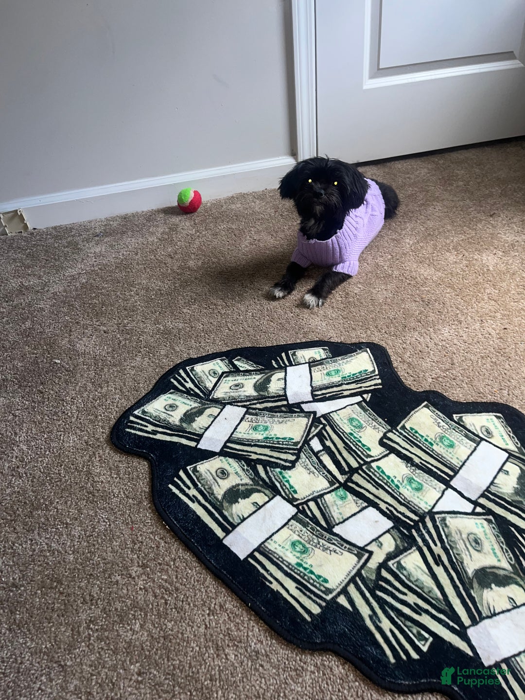 Malshi dogs for sale: Malshi Puppy 1 - Ad 6