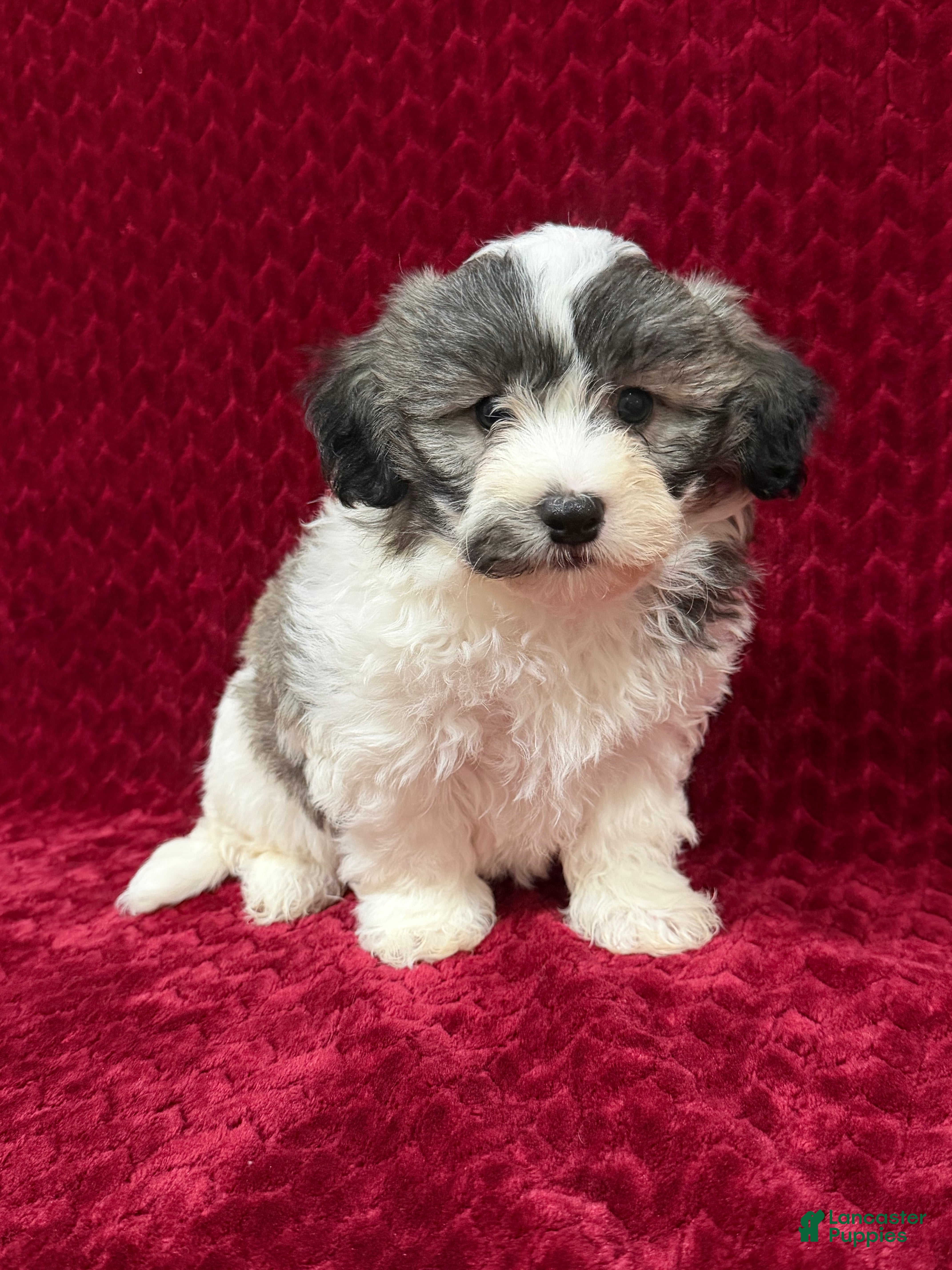 Teddy Bear dogs Nash - Ad 1