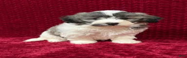 Nash