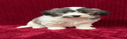 Teddy Bear dogs for sale: Nash - Ad 1