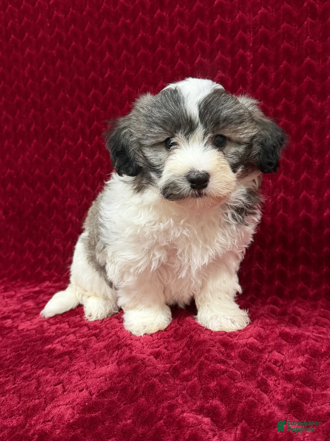 Teddy Bear dogs for sale: Nash - Ad 1
