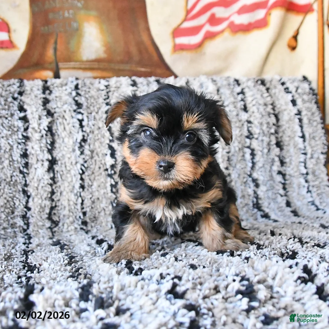 Yorkshire Terrier dogs for sale: Dixie - Ad 4