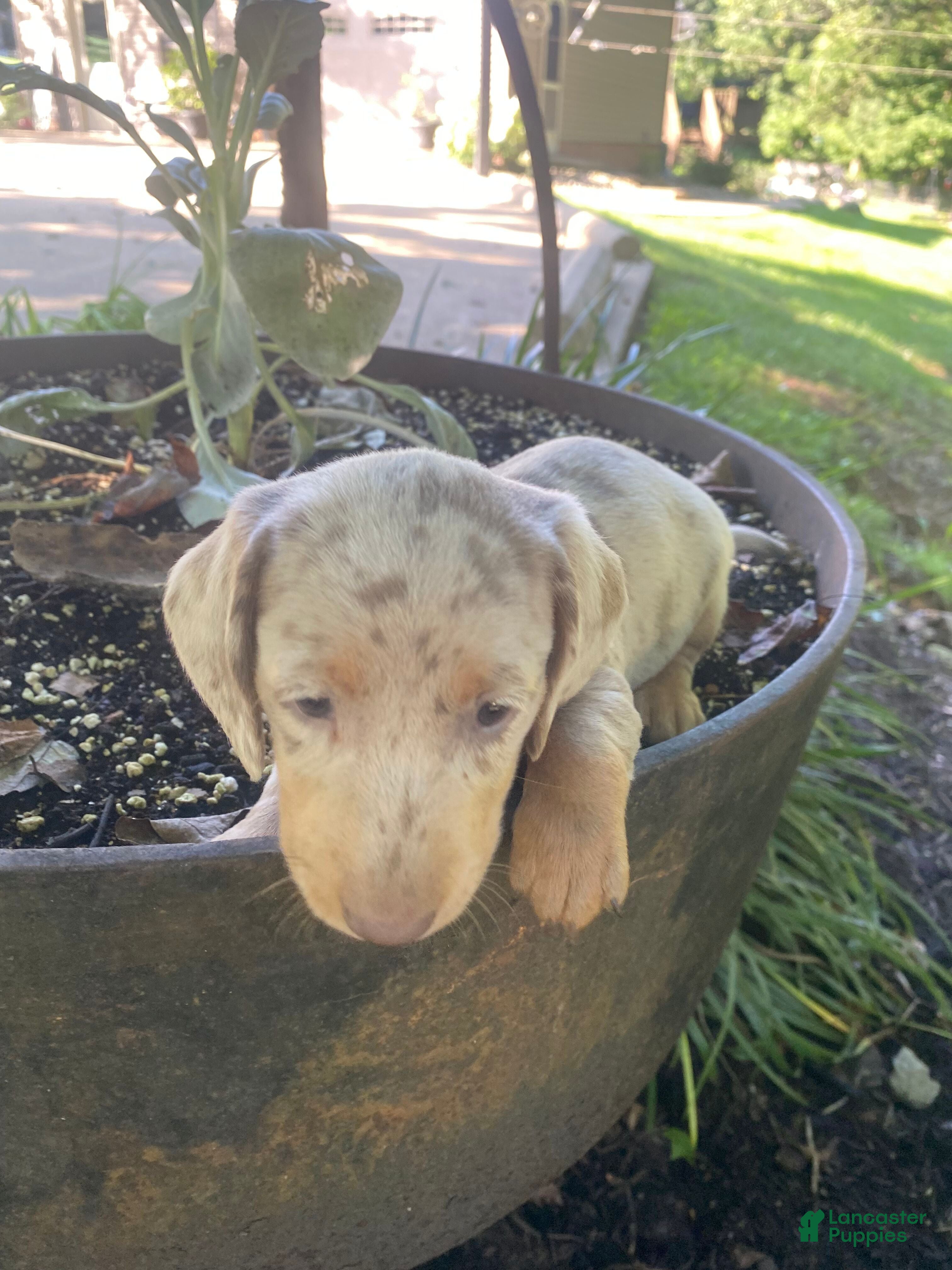 Miniature Dachshund dogs Honey - Ad 2