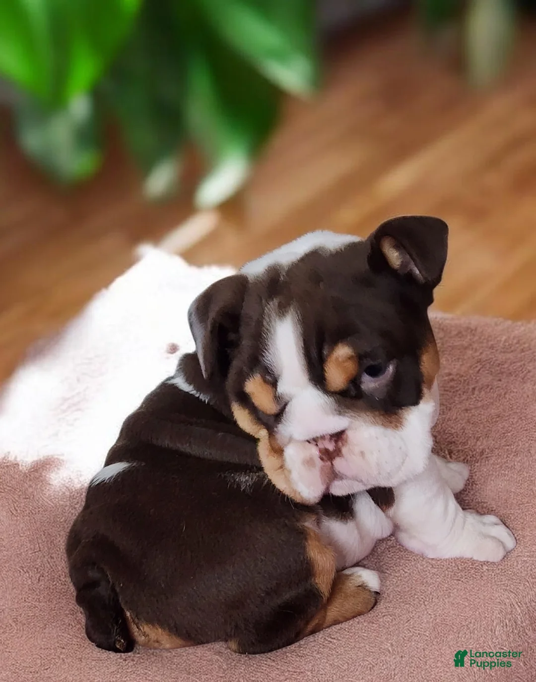 English Bulldog dogs for sale: Health clear Snickers  - Ad 18