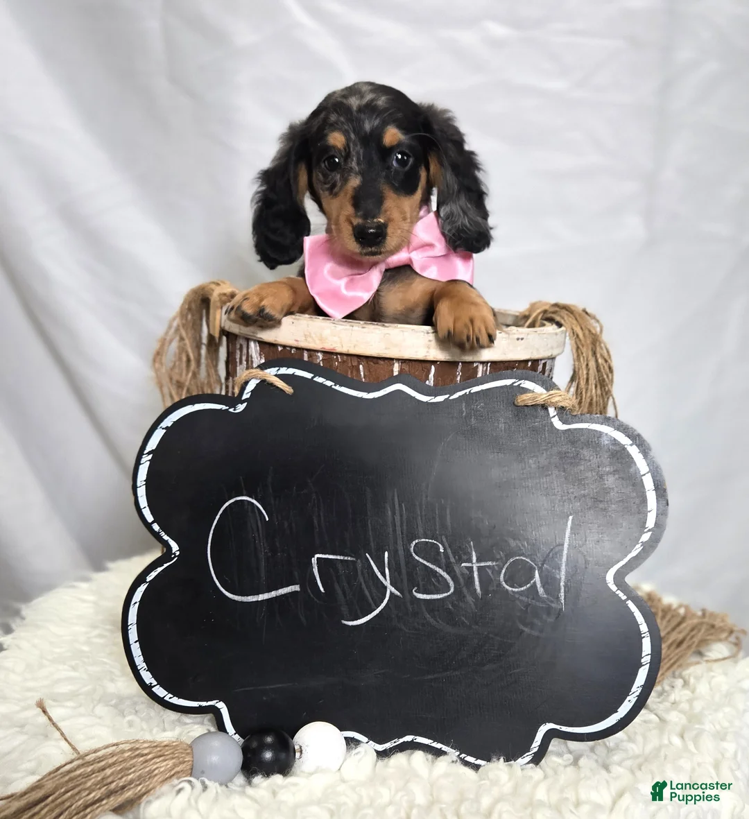 Miniature Dachshund dogs for sale: Crystal - Ad 5