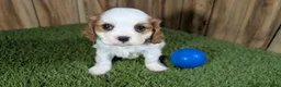 Cavalier King Charles Spaniel dogs for sale: Carmella Boy 1 - Ad 1