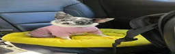 Chihuahua dogs for sale: Chihuahua 1 - Ad 5