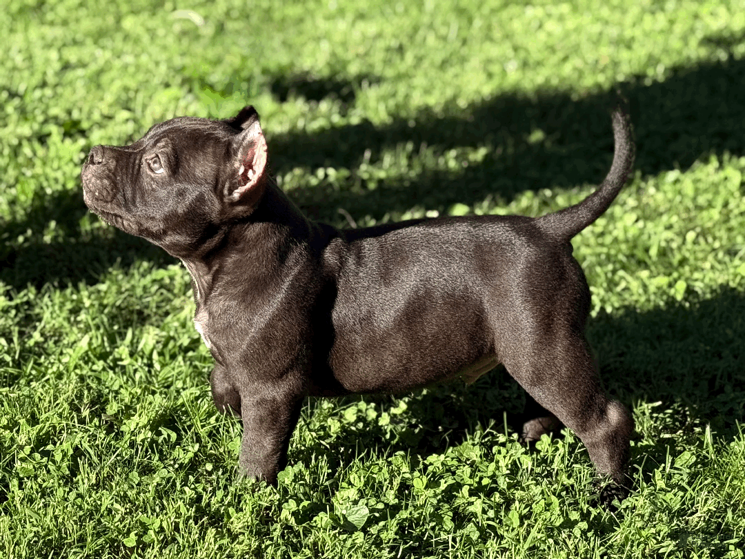 American Bully dogs for sale: Apollo - Ad 2