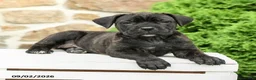 Cane Corso dogs for sale: Coda  - Ad 4