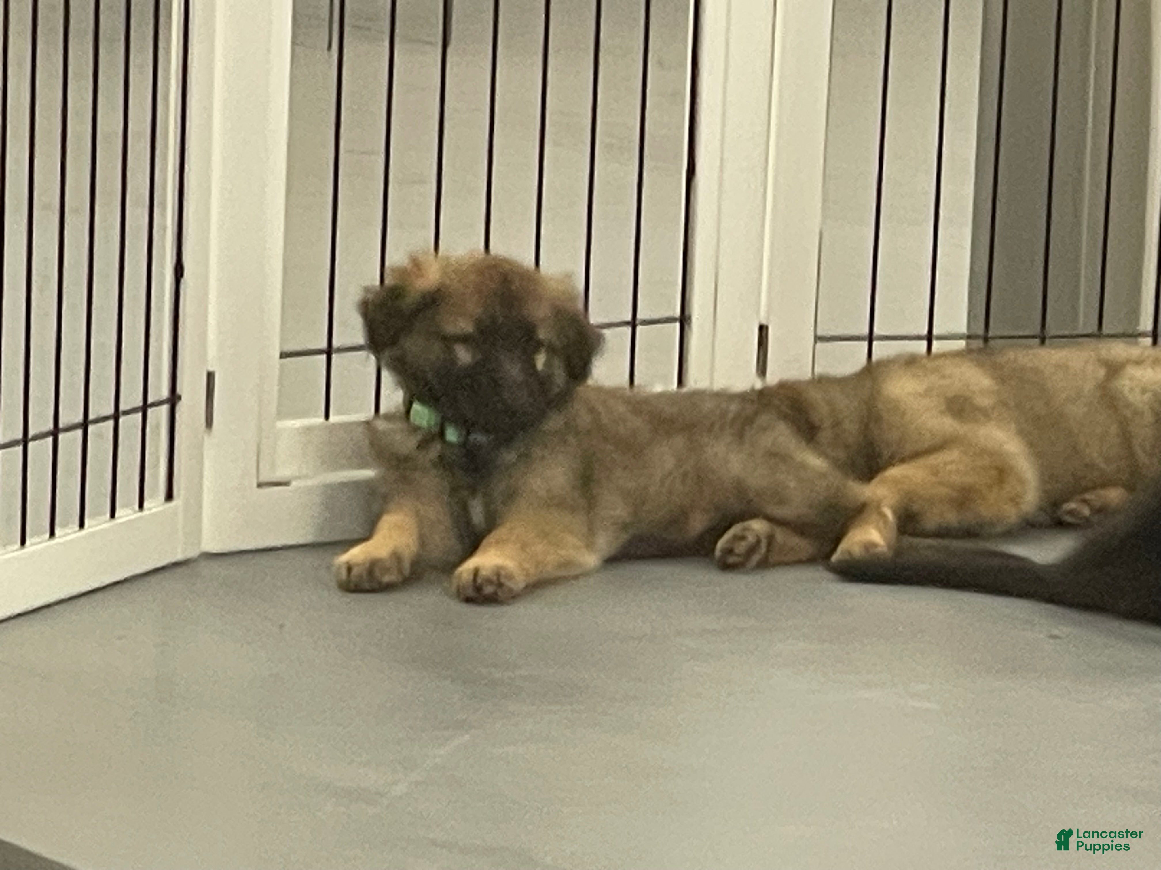 German Shepherd dogs Puppy 3 Female - Ad 11