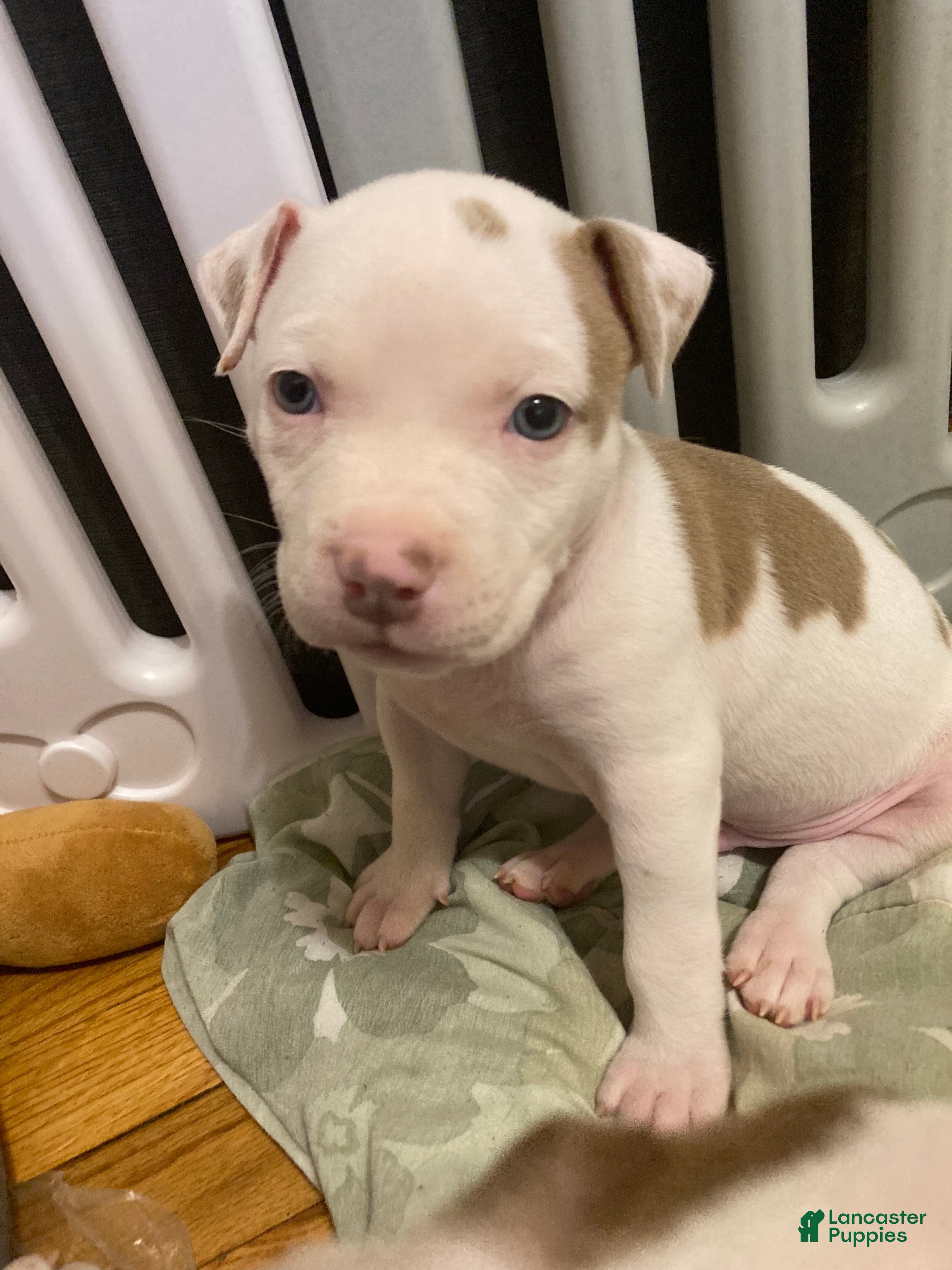 Mixed Breed dogs for sale: Glenn - Ad 4