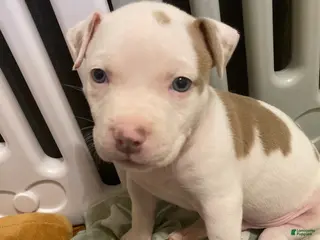 Mixed Breed dogs Glenn - Ad 33