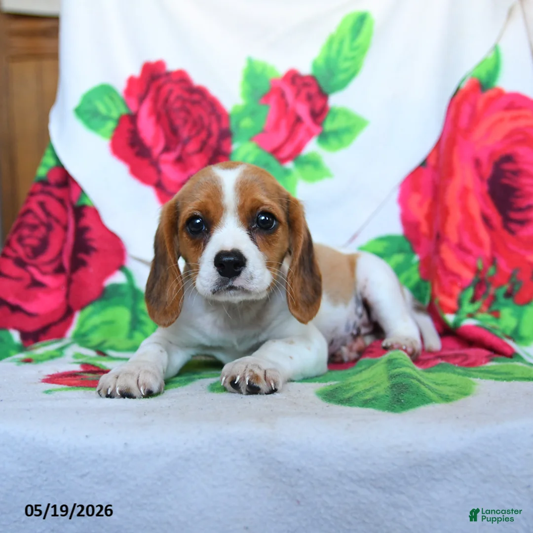 Beaglier dogs for sale: Clover - Ad 3