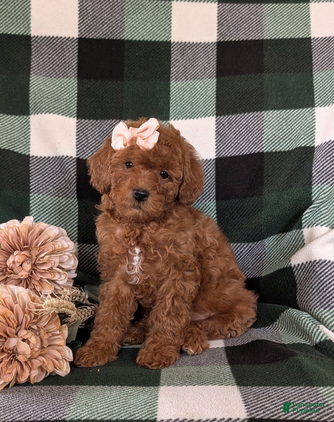 Shihpoo dogs for sale: Elsa - Ad 1
