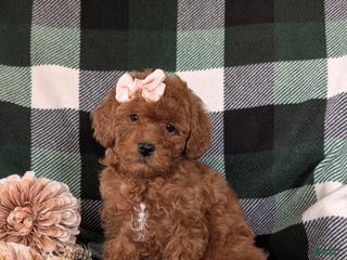 Shihpoo dogs Elsa - Ad 28