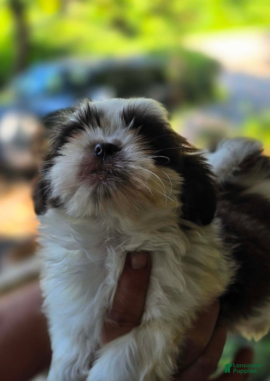Shih Tzu dogs Boy #2 - Ad 1