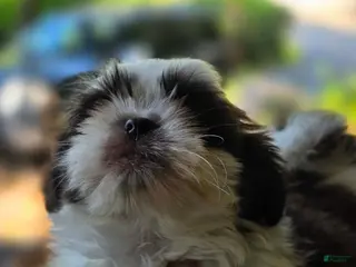 Shih Tzu dogs Boy #2 - Ad 1